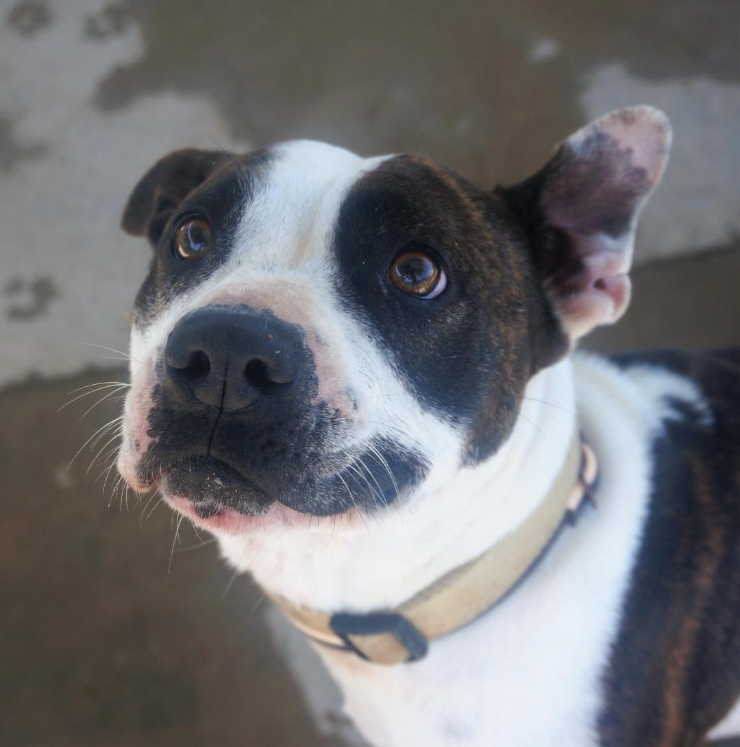 siemprecontigoprotectora.org/xana/
Sigue encerrada. Sigue injustamente condenada. Sigue esperando sin desesperar… Xana te sigue esperando. Esta maravillosa perra merece una familia y sabemos que debe estar en algún sitio.