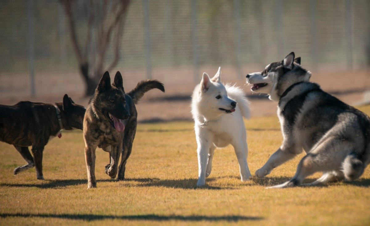 CityofPhoenixAZ's tweet photo. Today is day 18 of our #31daysofPHX . This is our way of showcasing the best views of the nation's 5th largest city. Let your dog run free, exercise and have fun at a City of Phoenix off-leash activity area. Find a #Phoenix Park today! Visit https://t.co/3pK5FLAFLE
#dogs https://t.co/J8ImRgIW1c