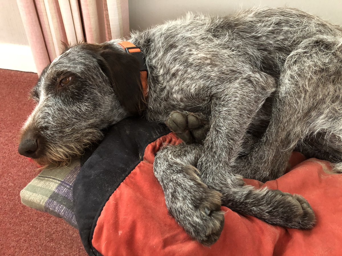 HayhurstBoo's tweet photo. Legs eleven #MeetBoo #sunday #snooze #lazy #love #cute #legs #sleep #pointer #gwp #dogsofinstagram #dogbed #comfy #happy #pointerlover #dogslife #DogsofTwittter https://t.co/QsK3kzsfbN