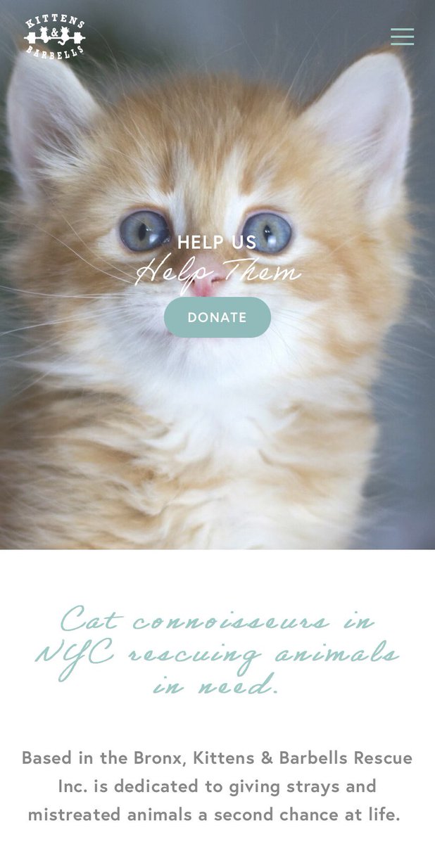 If any of our #vegan friends support the adopt don’t shop movement and want to help a small NY organization that saves #kittensoftwitter please look into buying some spooky gear or donating to kittensandbarbells.org
