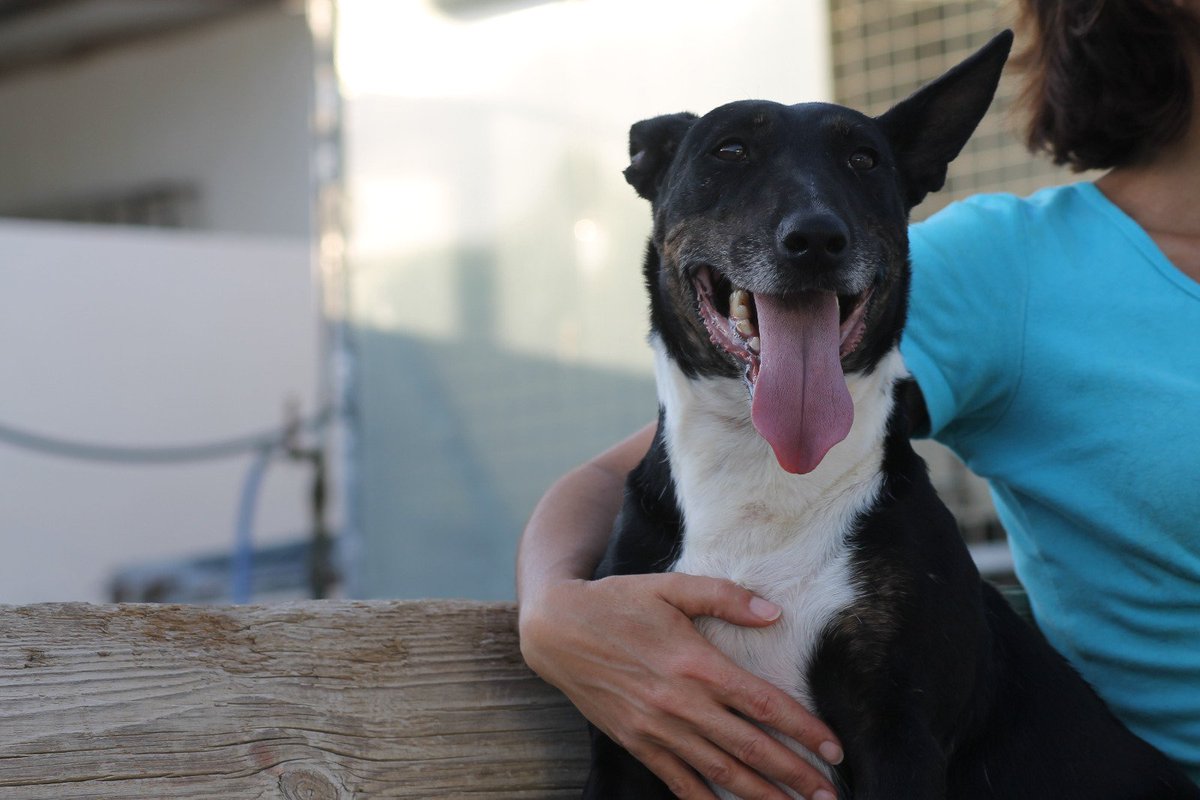 siemprecontigoprotectora.org/clarence/
Lo mejor fue que desde el primer minuto Clarence reconoció la que había sido su casa y a quienes la habíamos cuidado antes. No sólo se muestra sociable y cariñosa, sino que comparte su vida con otros perros (Gabón y Diciembre,) sin ningún problema.