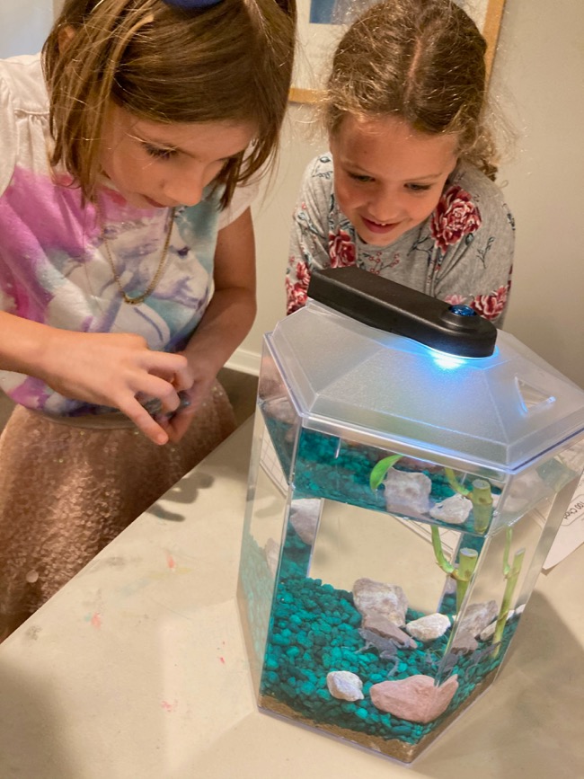Are your kids still begging for a pet and you have not caved on a Quarantine puppy or kitten? We might just have the solution for you. See how contributor Julie is using #FroggysLair biosphere in her homeschooling class. bit.ly/2H9yboA