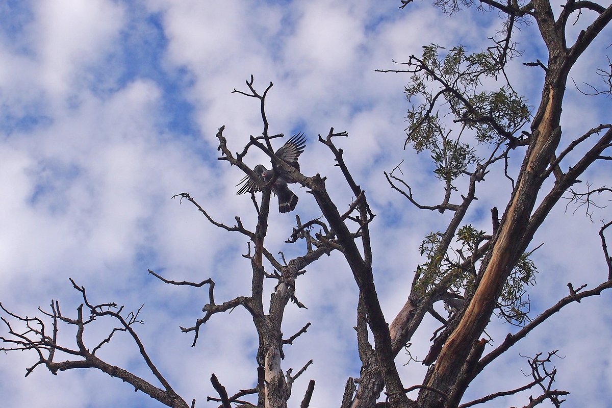 LeneZone's tweet photo. This pretty cool (and huge) Gymnogene came hunting around our house now. Looking in Weaver bird nests (luckily no one was home) for prey. #birdsofprey https://t.co/8AGCe9fIeQ