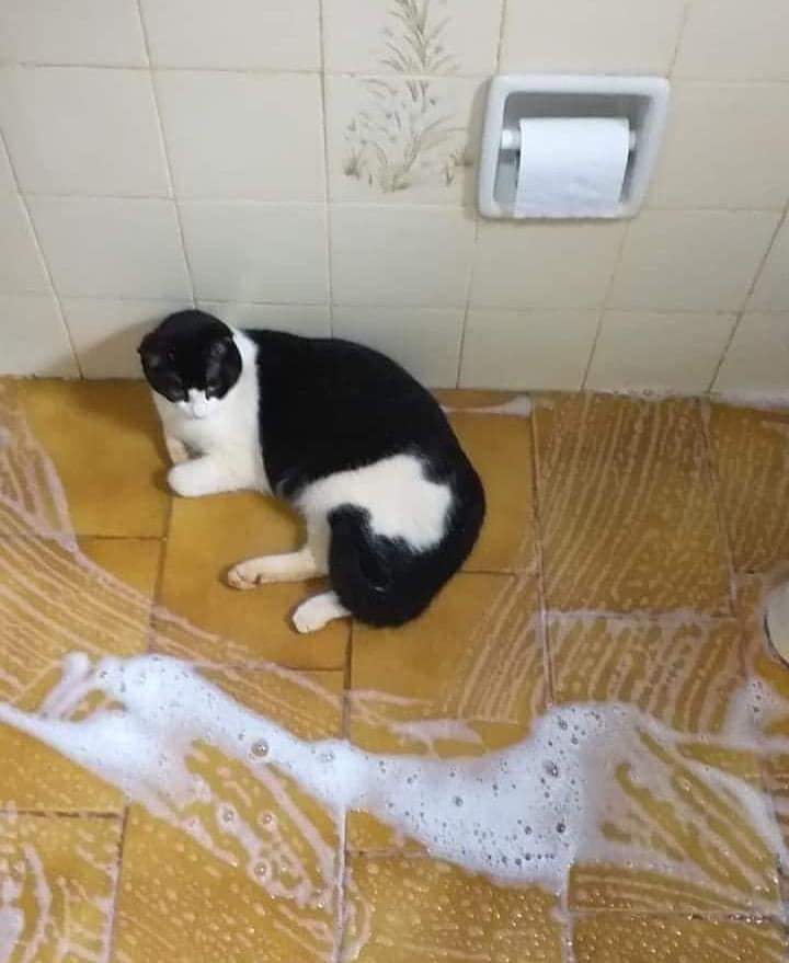 No sé mueva su majestad, yo lo rodeo