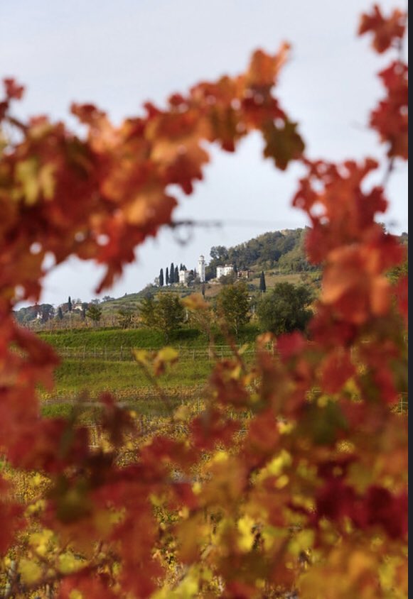 CCormons's tweet photo. Autunno a Cormòns 🍂💕

Autumn in Cormòns 🍂💕

#cormòns #cantinaproduttoricormons #visitcormons #autumn #leaves🍁 https://t.co/zkcZhTNrPy