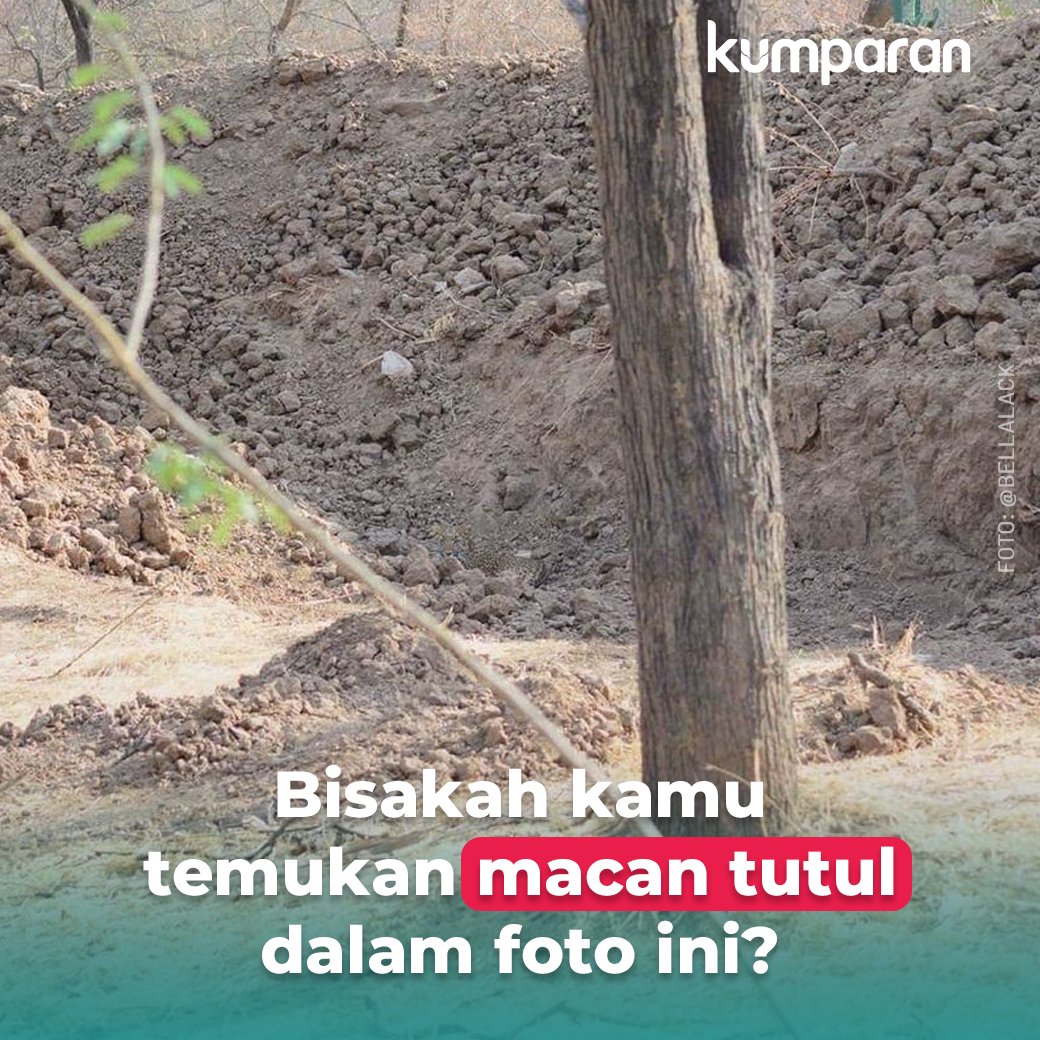 Jawab yak hai para netizen~ 

Tantangan ini sempat viral, nih. Banyak netizen gagal menebaknya karena hewan itu seakan menyatu dengan area sekitar. Jangan nyerah, tetep terus cari! 😚 #TopNews bit.ly/2HkrsaU