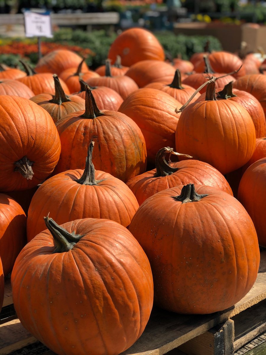 CapeCodAgway's tweet photo. Have you been waiting to decorate your house for fall and carve your pumpkin? Wait no more! Pick up your pumpkin today and post your work in the comments. Can't wait to see your pumpkins! 🎃 https://t.co/3ShAMDvUHe