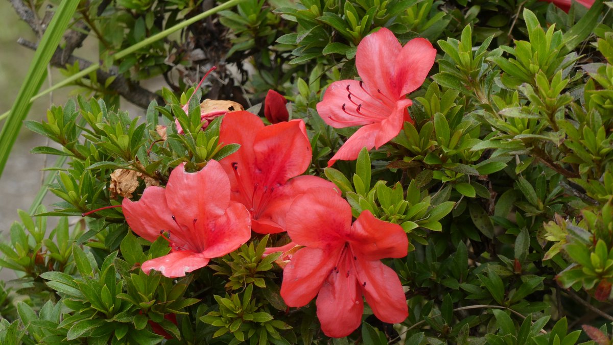 きろはん 赤いツツジの狂い咲きです