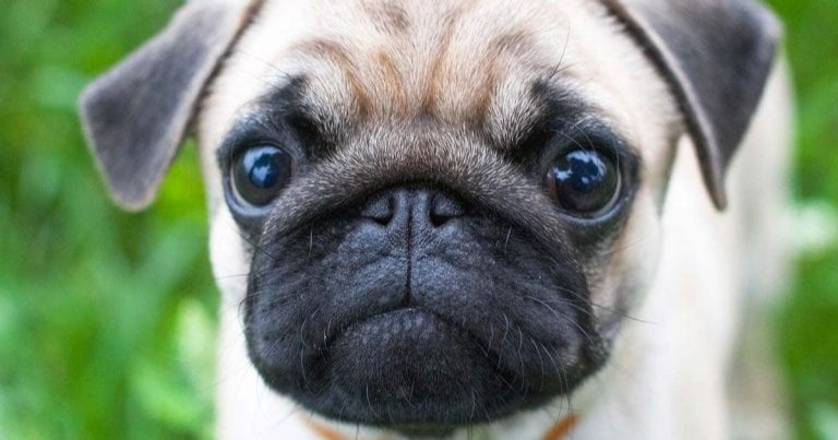 This article explains some recent research which proves what we have always suspected- flat faced breeds are less healthy than other breeds.

Study proves flat-faced dogs really are less healthy

vettimes.co.uk/news/study-pro…