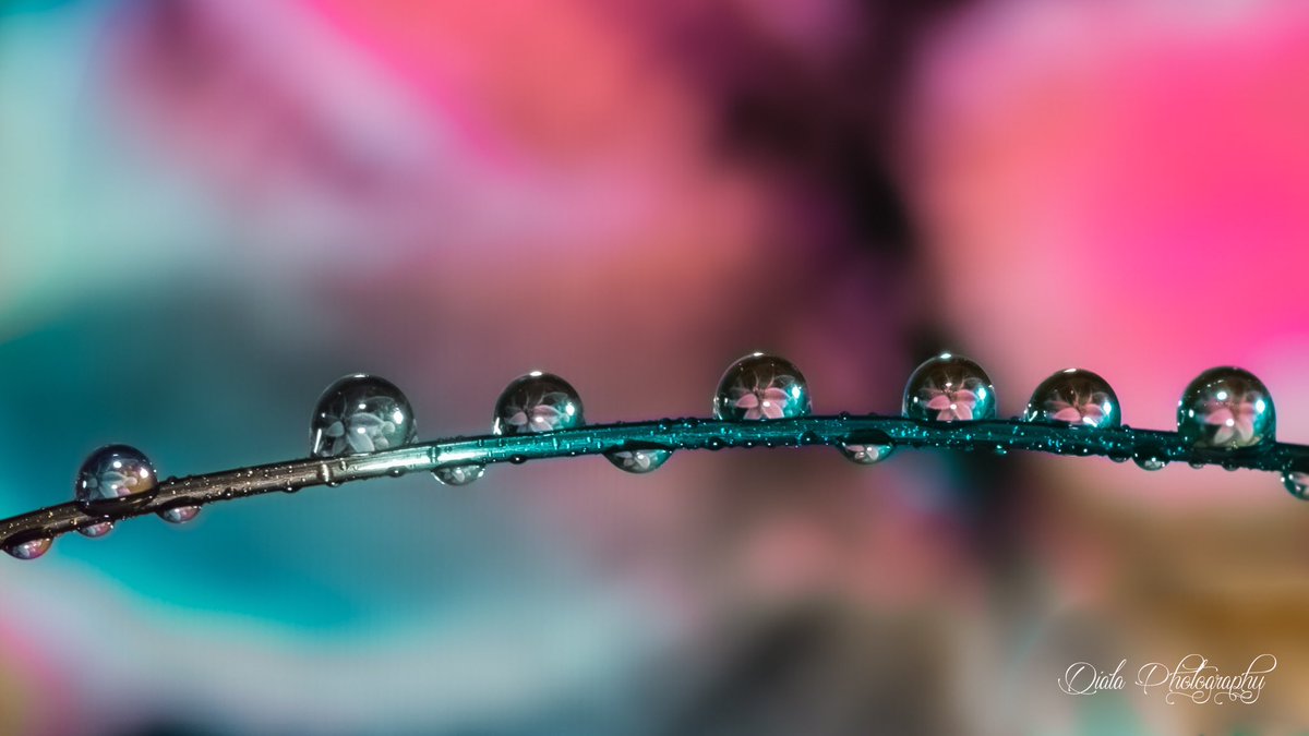diphotographie's tweet image. #photography #PHOTOS #photooftheday #photo #PhotographyIsArt #photographylovers #PhotographyIsLife #macro #macrophotography #droplets #Like #follow #lightroom #photoshop #naturelovers #art #beauty #canonphotography #drop_arts #ArtistOnTwitter #droplets #mood #photographer