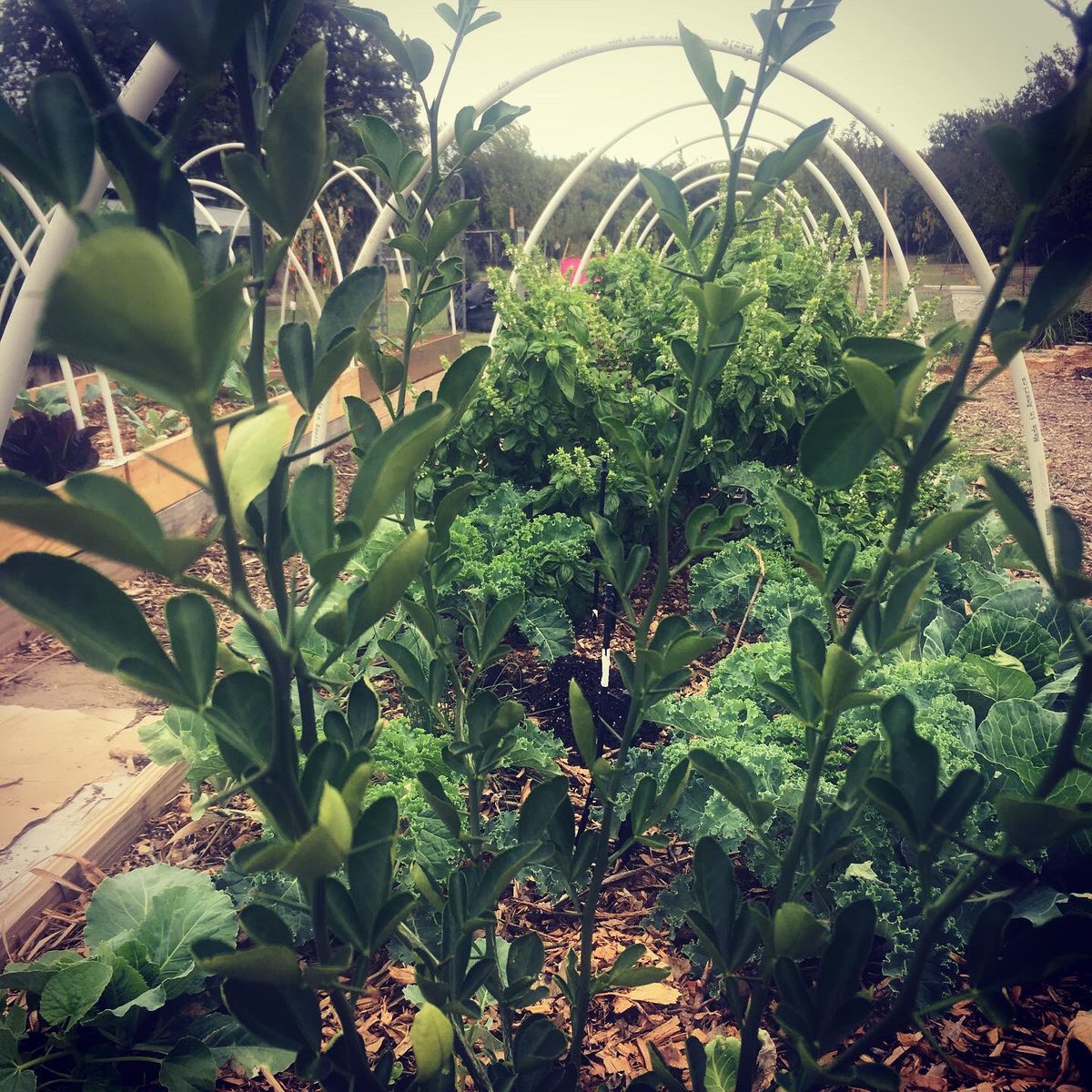 coylpoitier's tweet image. Our #Urbangarden beds with #lettuce, #lemontree #collardgreens, #kale, and #herbs at @FAWC