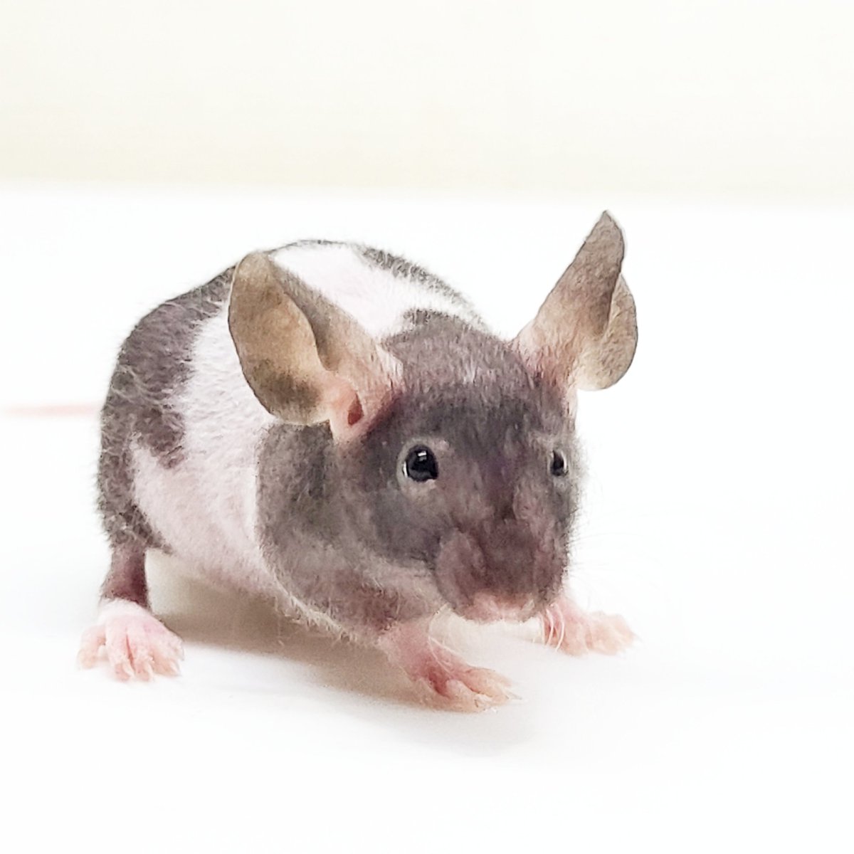 shippobank ペット専門ファンシーラット、ファンシーマウス