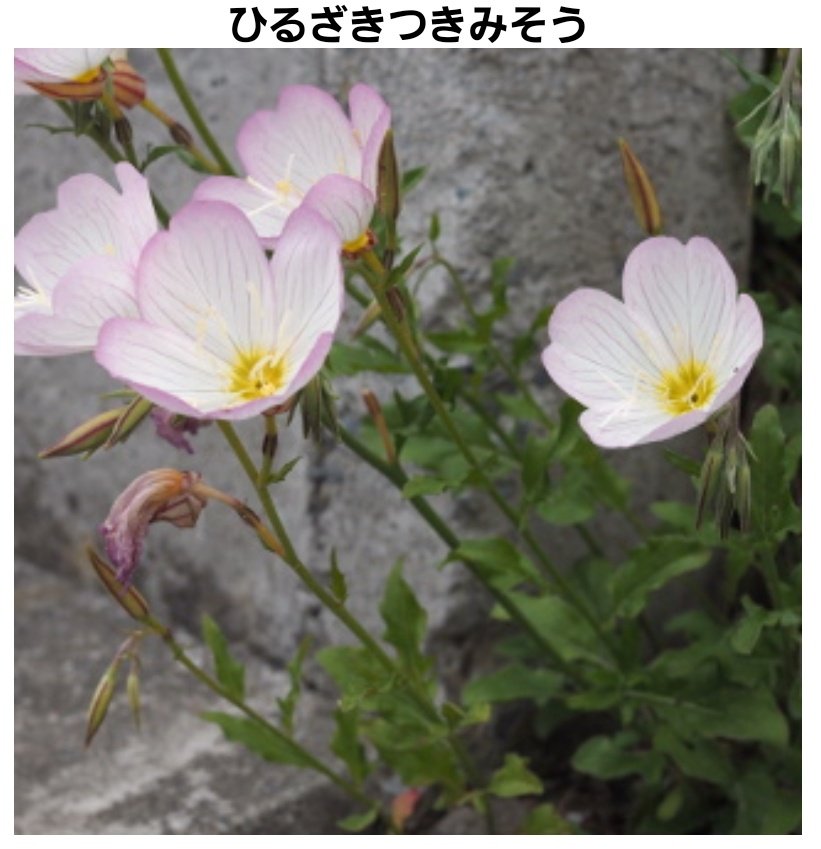 マキムネ 調べてみたけど ヒルザキツキミソウ かもしれない W 夏の花らしいし 花言葉は 無言の愛 自由な心 固く結ばれた愛 奥深い愛情 だそうな 神様になった日 T Co Hqhjsdvefz Twitter