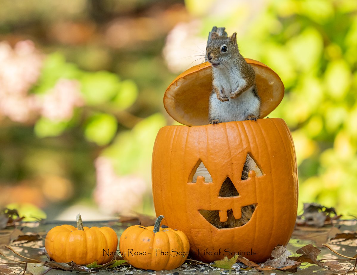 NancyRose38's tweet photo. Happy Sunday! #squirrelawarenessmonth @Ratatosk4 @SublimeSquirrel @ssquirrel007 @HippySquirrel @backt0nature @bikke_the_chip @garybush324 @sniffysquirrel @ChippyCMunk #internetneedsmoresquirrels https://t.co/qIPDuuNwWh