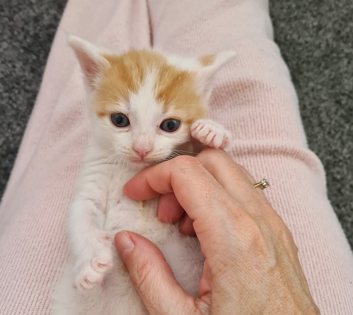 RSPCA Sheffield tweet media