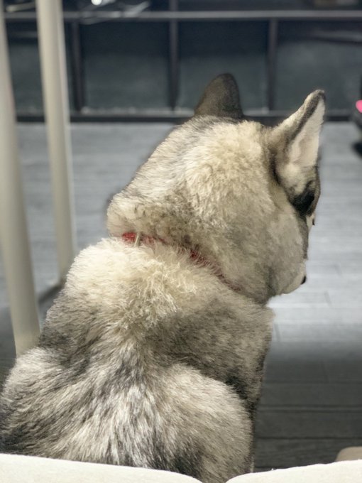 興味ないフリしてめっちゃ聴いてるタイプの犬 https://t.co/7ildSiXUFM<a href="/tag/%E3%81%A8%E3%81%AA%E3%82%8A%E3%81%AE%E3%83%88%E3%83%88%E3%83%AD"class="tags"><span>#となりのトトロ</span></a><a href="/tag/%E3%83%88%E3%83%88%E3%83%AD"class="tags"><span>#トトロ</span></a><a href="/tag/%E3%82%B7%E3%83%99%E3%83%AA%E3%82%A2%E3%83%B3%E3%83%8F%E3%82%B9%E3%82%AD%E3%83%BC"class="tags"><span>#シベリアンハスキー</span></a>