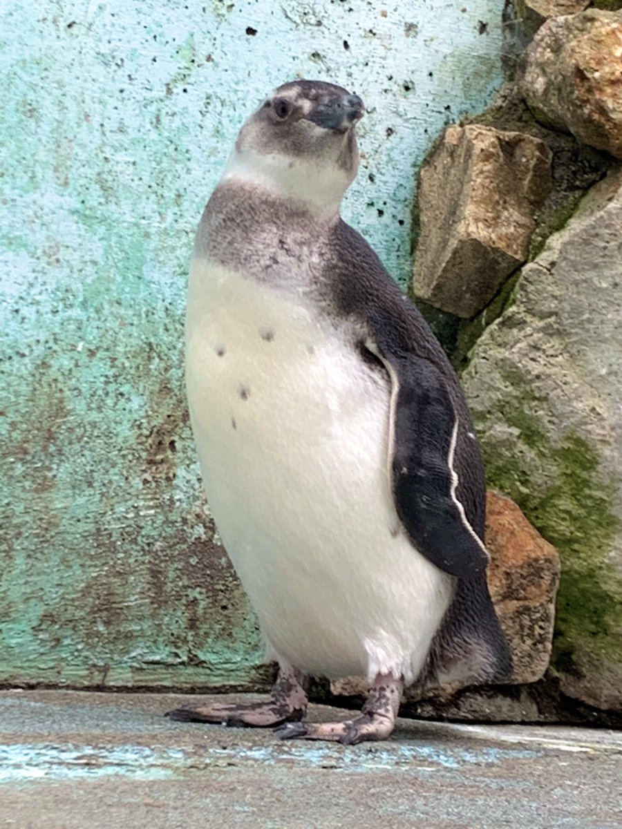 ドヤ顔なちびっ子ペンギンズ🐧(べ) #マゼランペンギン #ペンギン