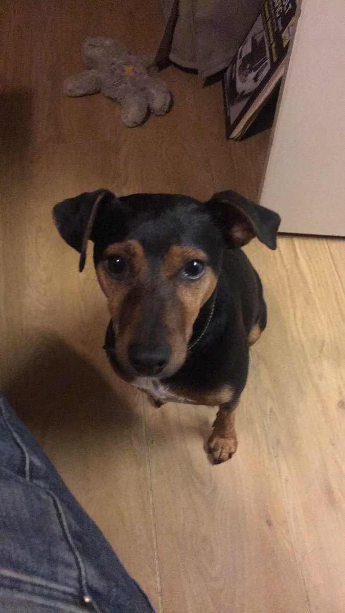 Someone is ready for his walk😁