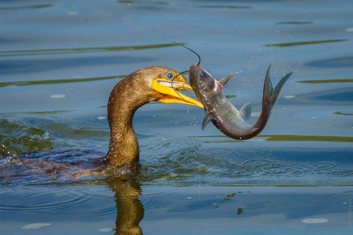 Making a Splash

#doublecrestedcormorant #cormorant #freshseafood
#wildlife #wildlifephotography #birding #birdtonic