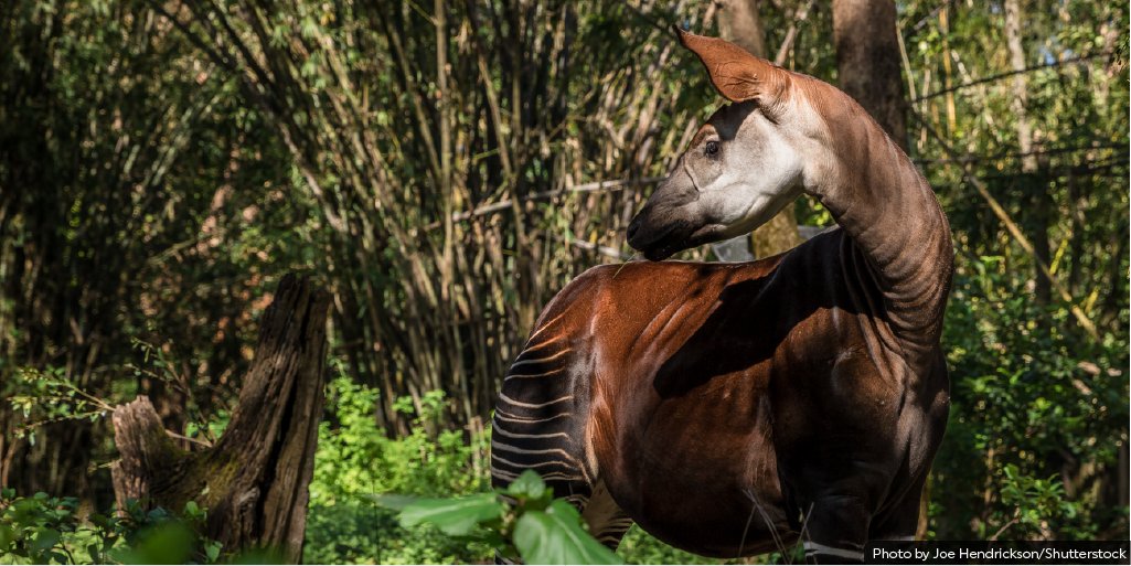 Today is #WorldOkapiDay! 

Okapis may look a bit like zebras, but they are actually most closely related to giraffes. 🦒 They live only in thick forests of the Democratic Republic of the Congo, where they use their 18-inch long tongue to browse the vegetation.