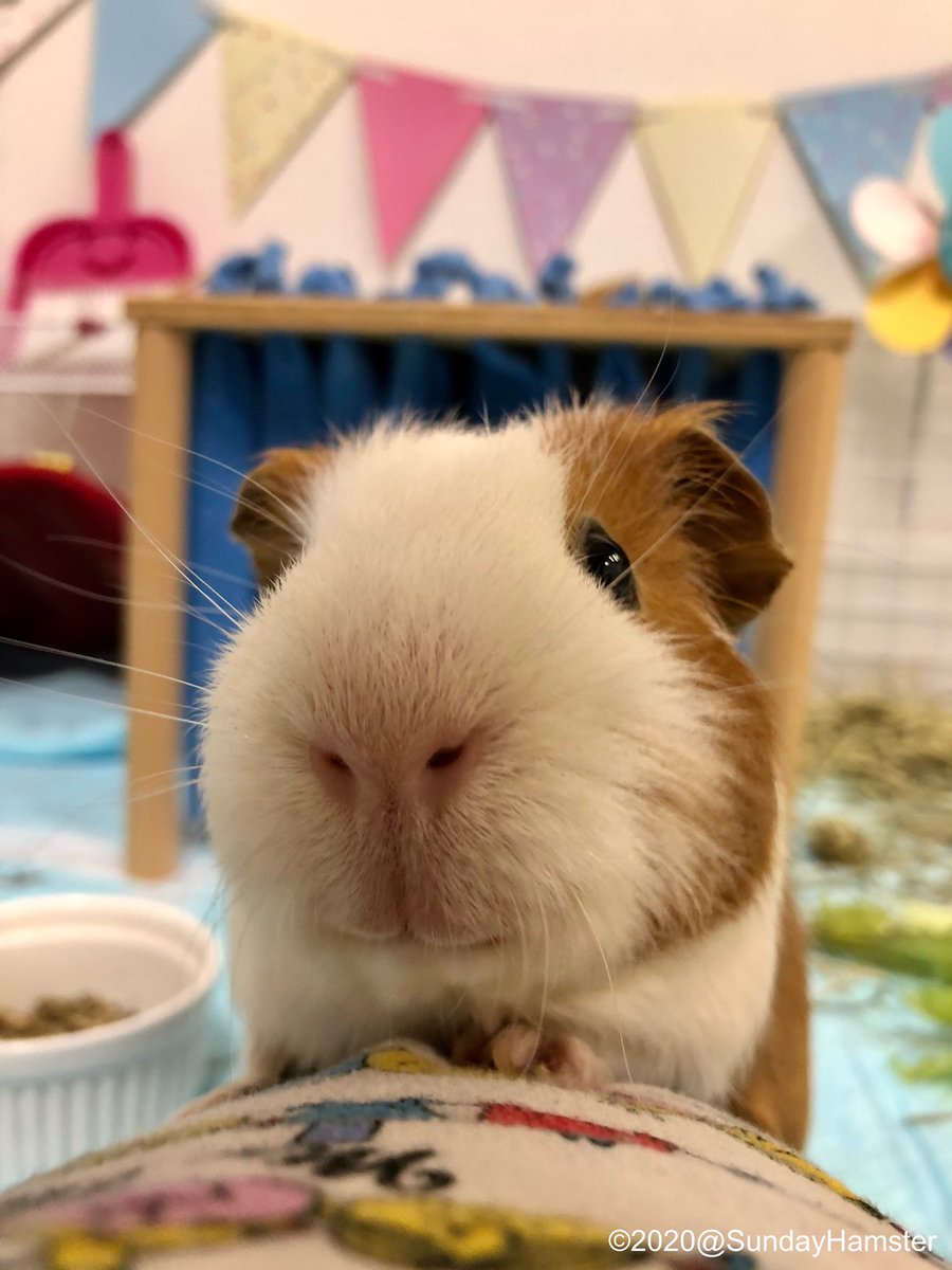 モルモット
