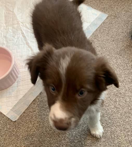 A much needed end to the week... Meet Maisy! 🐶 #dogsoftwitter #puppylove