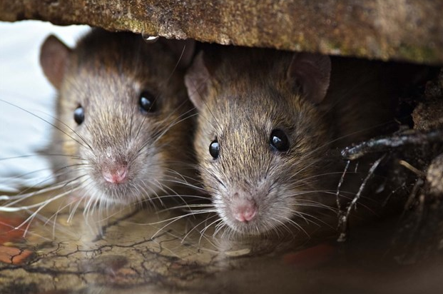 CaledonNews's tweet photo. PEST CONTROL SUBSIDY: The Region of Peel is launching a 12-month pilot program in response to resident concerns over an increase in the rodent population across Brampton, Mississauga and Caledon.
https://t.co/FefEWEBzAI https://t.co/V38ShohMYt