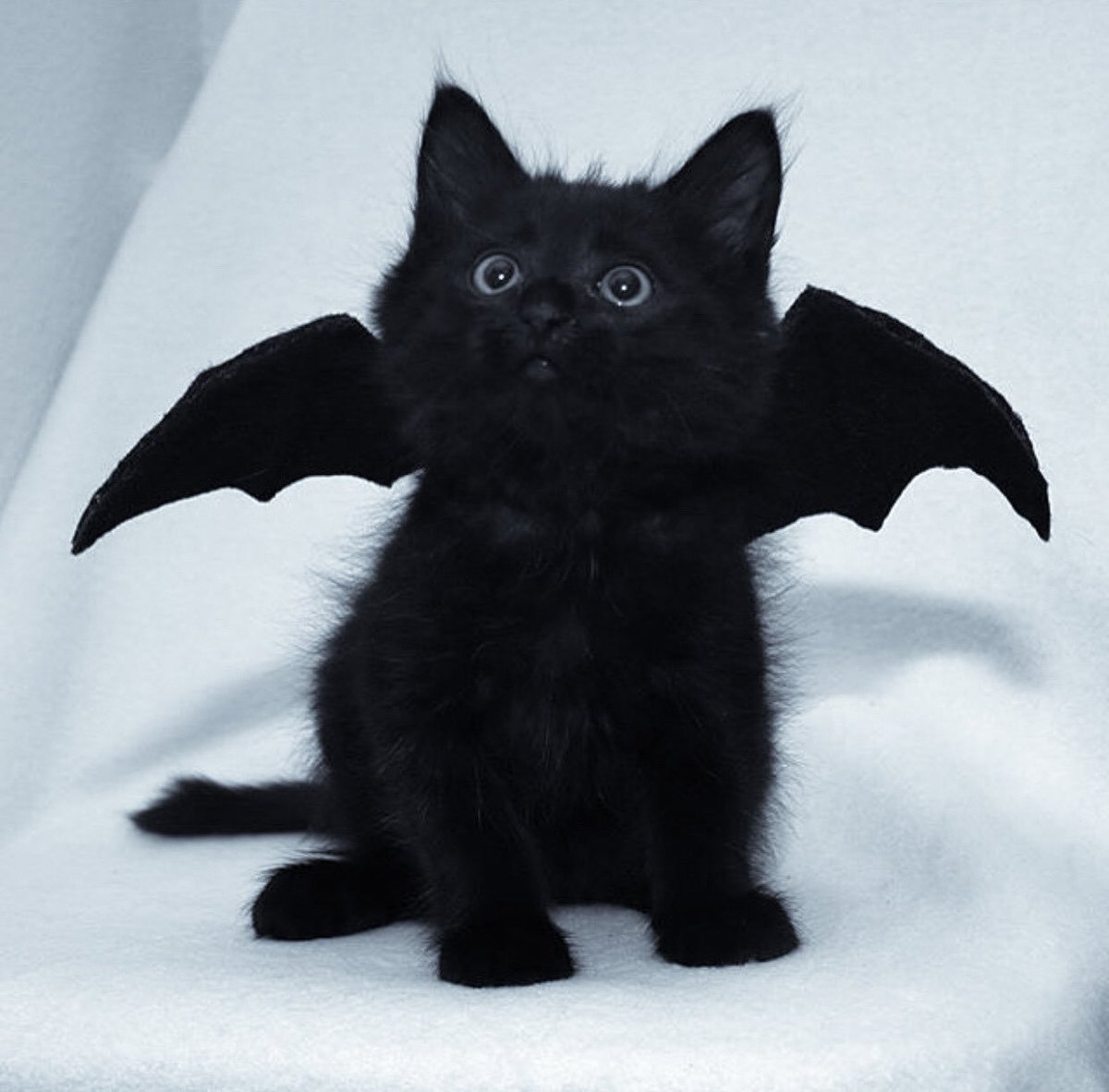 day 70 of nhlers as cute animals: in honor of spooky season we have cahtah haht as little black cat with wings 