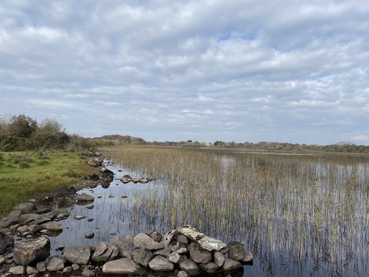 Great still day. Tne Belties winter coat is growing, a Jay crosses the lake and returns a while later, a Curlews call draws my attendtion to a flck of 5 some way off, Redwing call as they go overhead on their journey from Iceland. In the midst of a pandemic all is still good