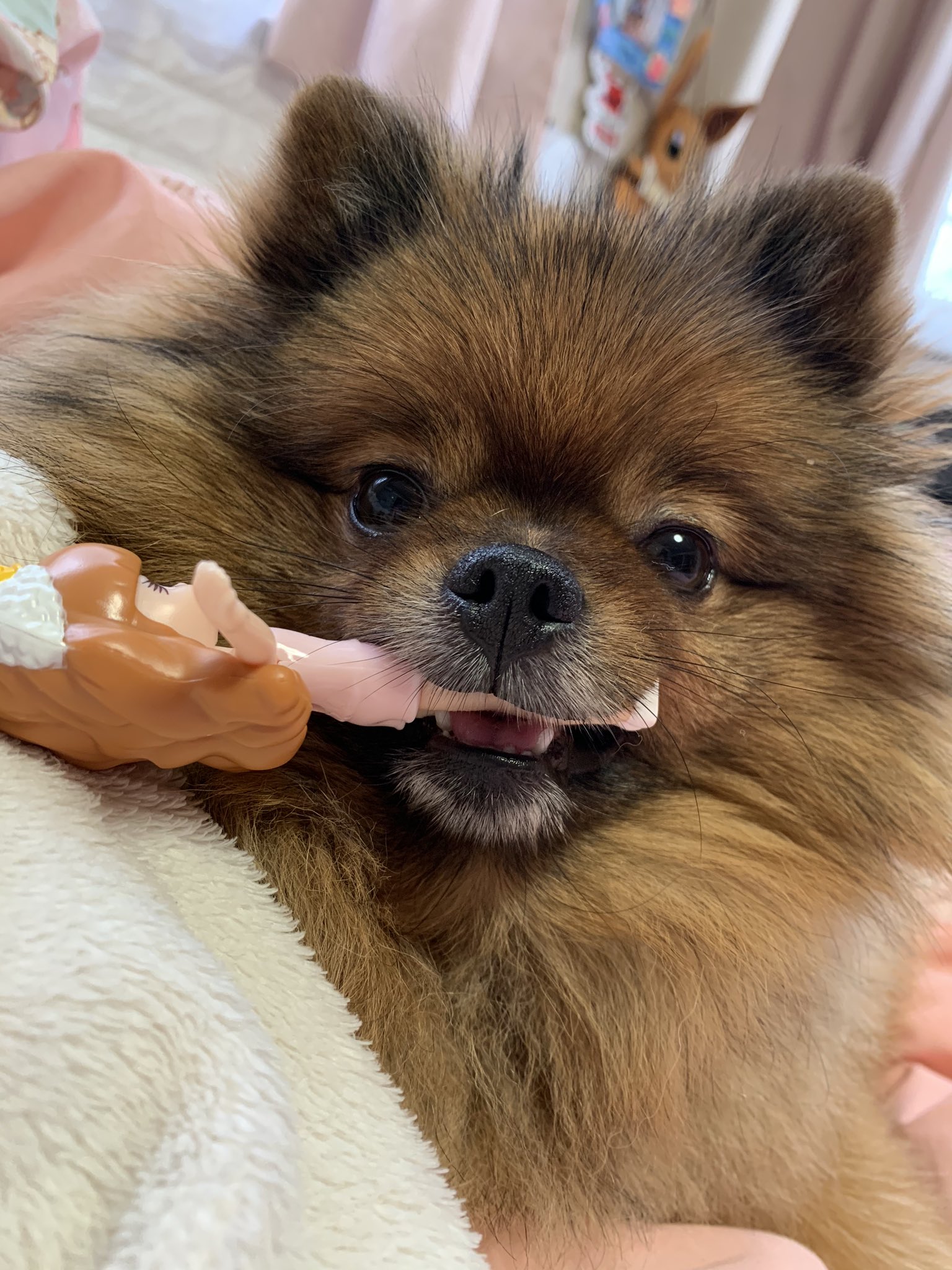 えまーる 人形喰い犬 ポメラニアン Pomeranian オレンジセーブル ブルーマール T Co Umbdnyqsql Twitter えまーる 人形喰い犬 ポメラニアン Pomeranian オレンジセーブル ブルーマール T Co Umbdnyqsql Twitter