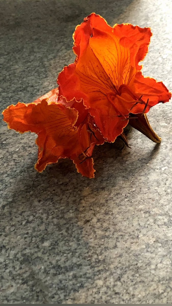 vrundavs's tweet photo. Wind blew them on to our terrace!
#upclosepersonal ~~~ African tulips...
#flower #avenuetrees #orange #shotoniphone #vrupix #beauty https://t.co/FxUSxDaCxT