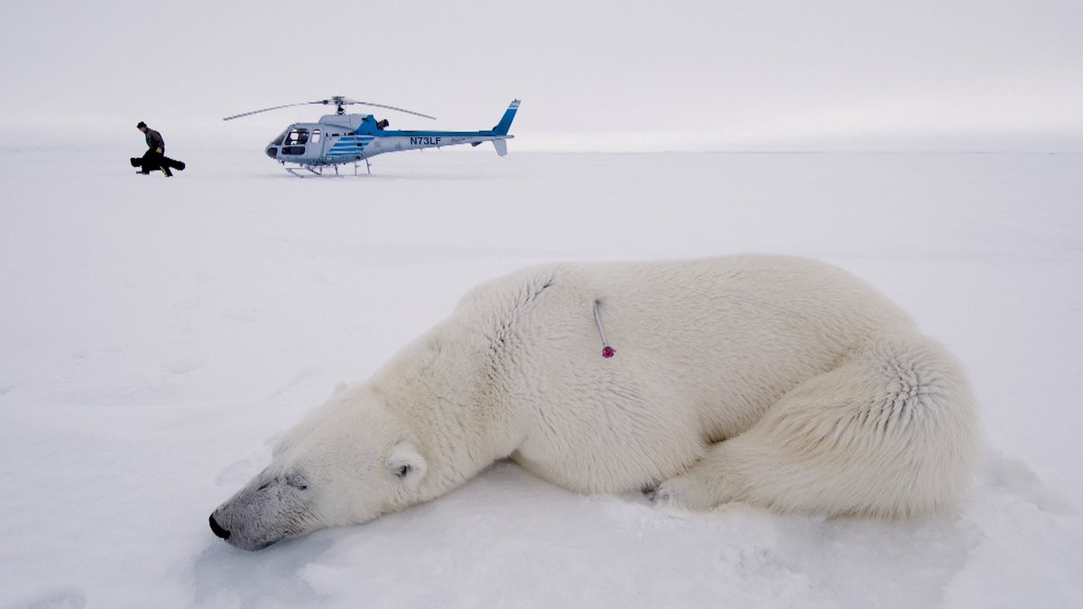 This  #polarbear has been tranquilized so  #scientists can gather biological data to monitor the health of this  #bear & the species in general. Only about 26,000 polar bears remain in the wild, & biologists are concerned about preserving this vulnerable  #marinemammal..