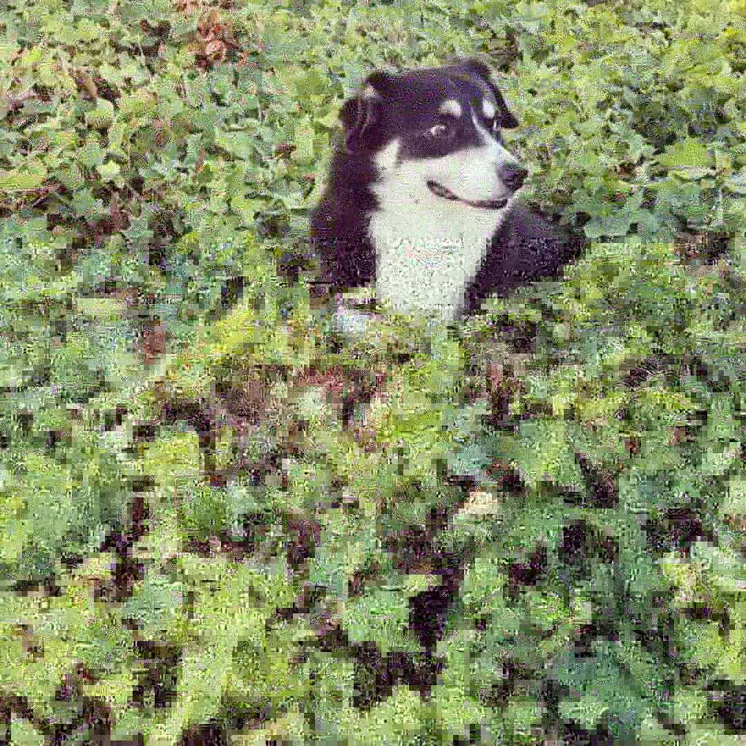 Bluesommar's tweet photo. @soapachu Corgi border collie https://t.co/Mu4g7yqrpm