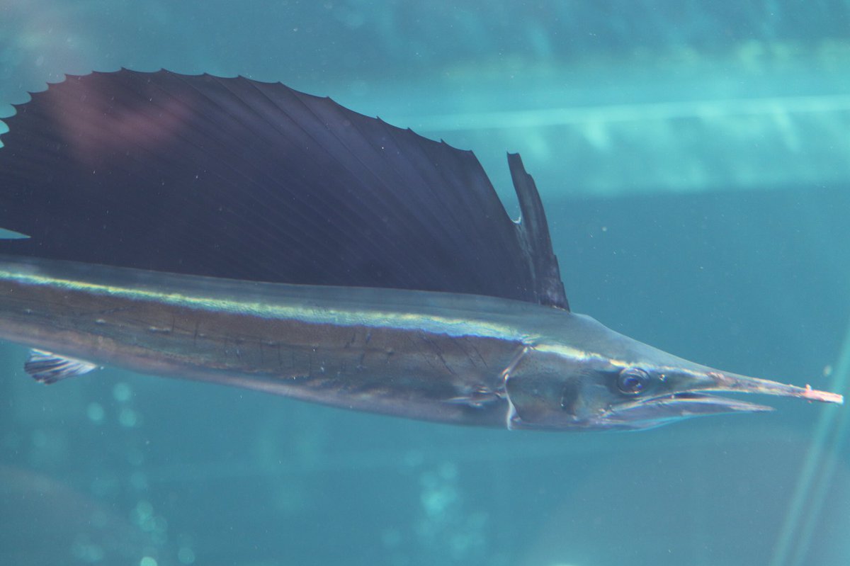 バショウカジキ