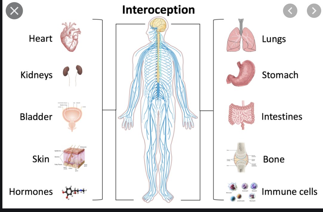 There is a word in anatomy that you may have heard of before:Interoception. This is our sense of having an internal life, or an inwardness to our internal experience. Its highly tied up with our sense of self. It is the brother to the more external proprioception.