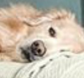 The Curious Mind of Venkman tweet media