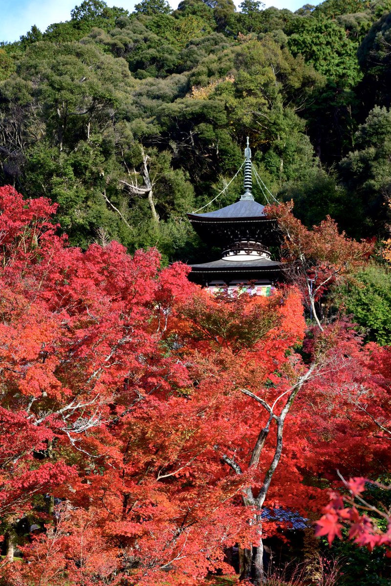 永観堂 Twitter Search