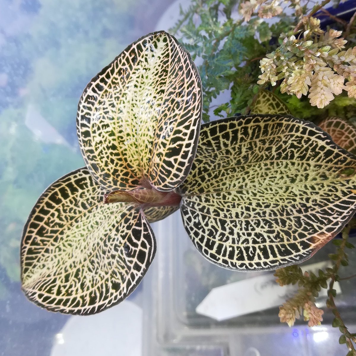 美穂 ジュエルオーキッド栽培で邪道かもしれない もしかしたらハダニいるかもしれないけど薬剤散布してません 株が元気そうなら虫いてもいいかな です アネクトキルスロクスバギー ジュエルオーキッド ジュエルオーキッド減農薬栽培