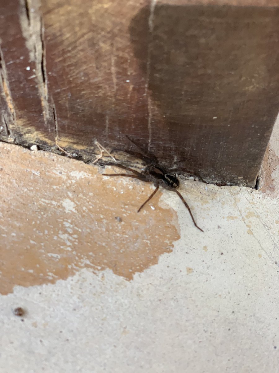 Buen día ⁦<a href="/Arachno_Cosas/">Soy aracnólogo, pregúntame lo que quieras</a>⁩, quería saber sobre este espécimen que encontré en Tulum, es de importancia médica?