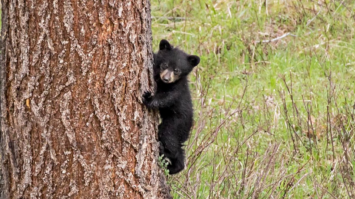 @nywolforg's photo on Bears