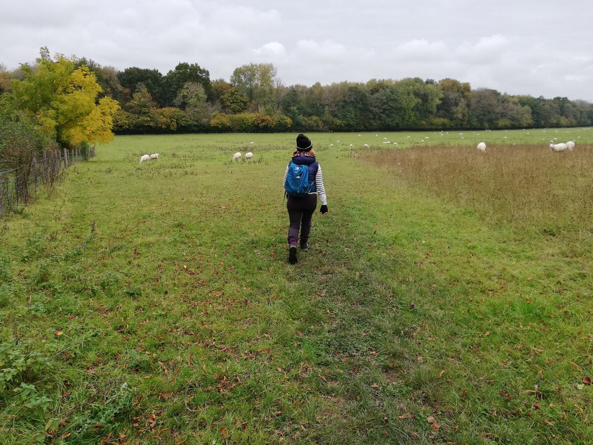 Socksoff1's tweet photo. Nice walk, only the book wasn't very clear but there was a living bonus #bradfieldsouthend #walking #alpaca #berks https://t.co/2vGmrCwXBv