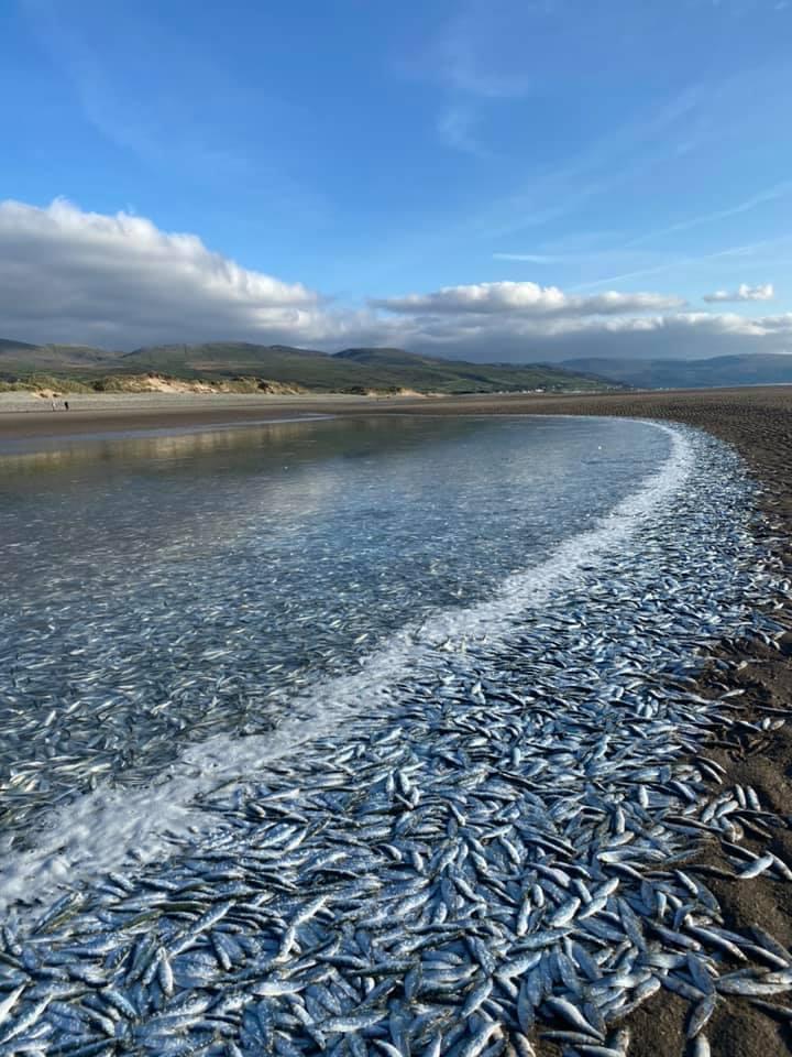 THREAD: Our officers received a report yesterday of a number of fish that have washed up on Benar beach, near Barmouth in North Wales.