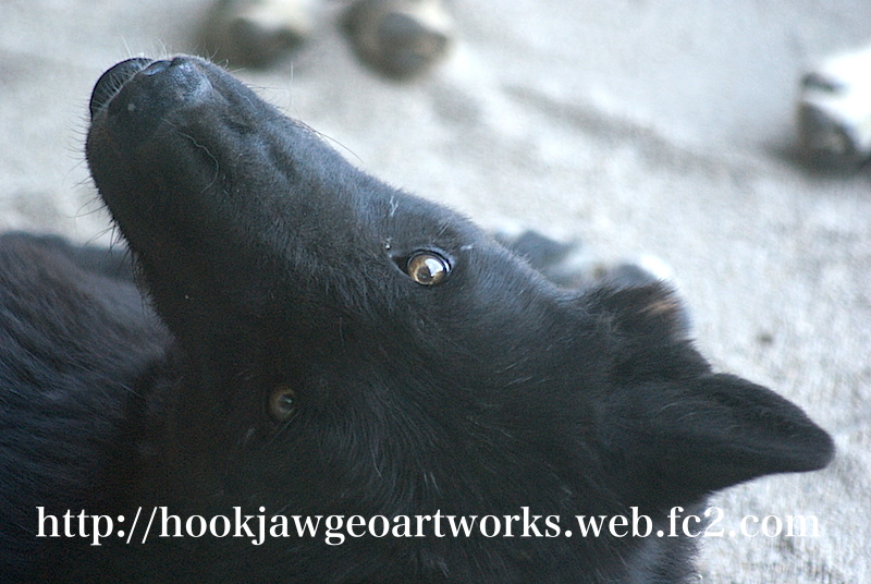 Geoartworks 7 1 7オオカミとっても大好き展7作家様募集 大阪中津くまのみギャラリー この7文字を見ただけで心ときめく人がrtしてくれる こべどマイケル 心の恋狼マイケル まだ今月会いに行けていないよ