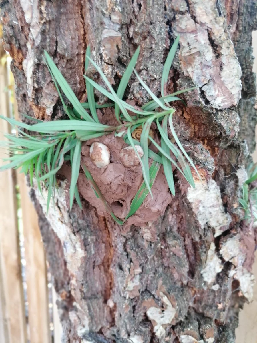 EarlyGranton's tweet photo. Kenny made some tree trolls with his clay........ what have you create with yours? 🌳 https://t.co/kZldG5NyYz