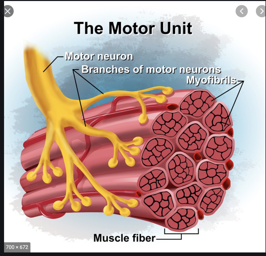 I still don't understand motor units so I'm going to use my unwitting Twitter followers as my bidirectional self-teaching patsies while on a bus in Brazil A motor unit receives messages from the central nervous system to move a muscle through tightening and relaxing muscles