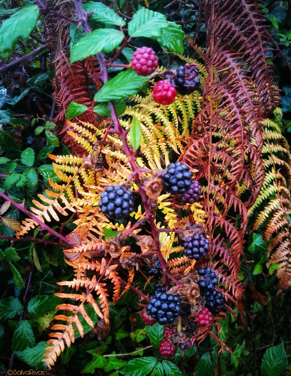Galicia interior, Val do Umia. Cores de outono 🎼🍁🍂🍄🍂🍁🎼
#Autumn #NaturePhotography #nature #landscapephotography #landscape #photography #aestrada #Galicia #Galiza #naturaleza #natureza #autumnvibes #Colors #autumncolors #rural #outono #autumntime #flora #forest #photo