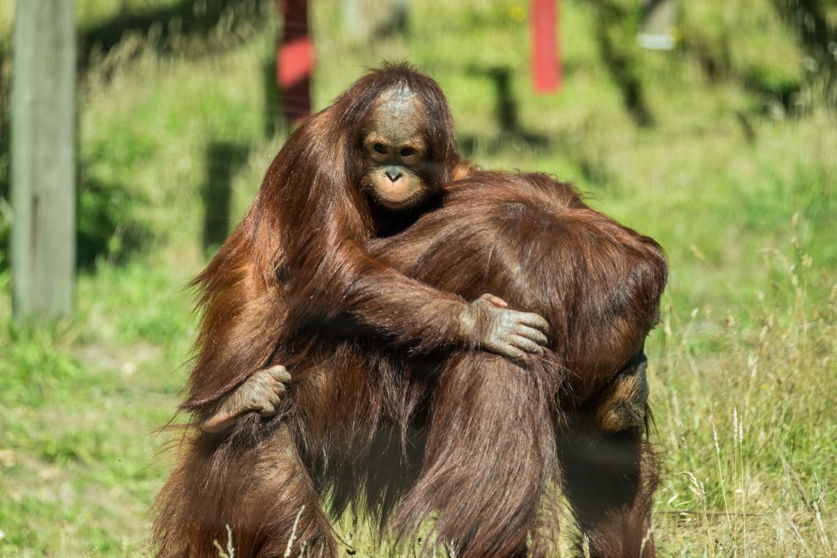 Monkey World Dorset tweet media