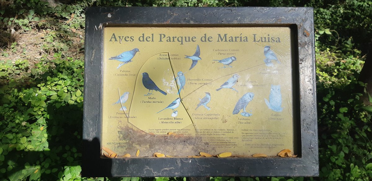 gybalor's tweet photo. @Ayto_Sevilla es una pena como tienen el Parque de María Luisa. Es patrimonio de la ciudad y que disfrutamos sevillanos y turistas. Mantengalo mejor por favor. Gracias https://t.co/mAR97xY4iG