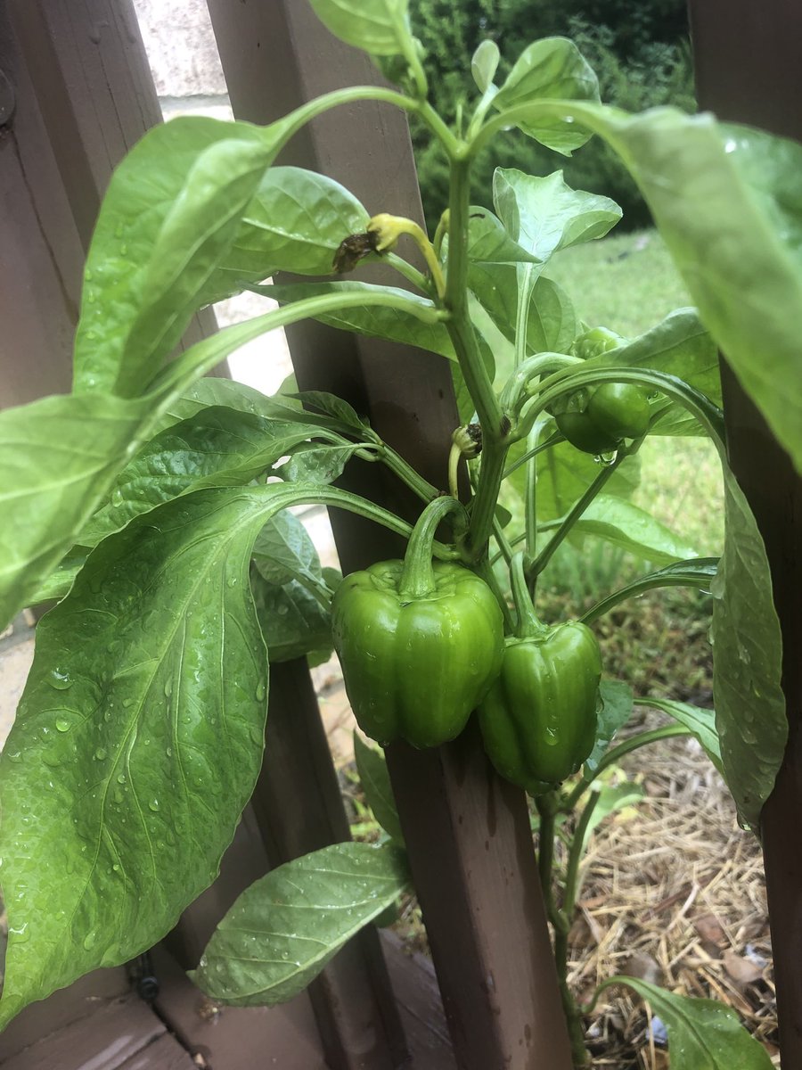 marisapp02's tweet photo. A esto llamo agradecimiento. No se cómo fue a parar una semilla de pimentón en mi patio ni cómo germinó. La descubrí hace 4 días. Creció en un lugar limitado, con piedras, no recibió abono, ni la regué. Me regalo 3 pimentones y viene más en camino.Estamos en otoño.😊 https://t.co/Hk756tI4ML
