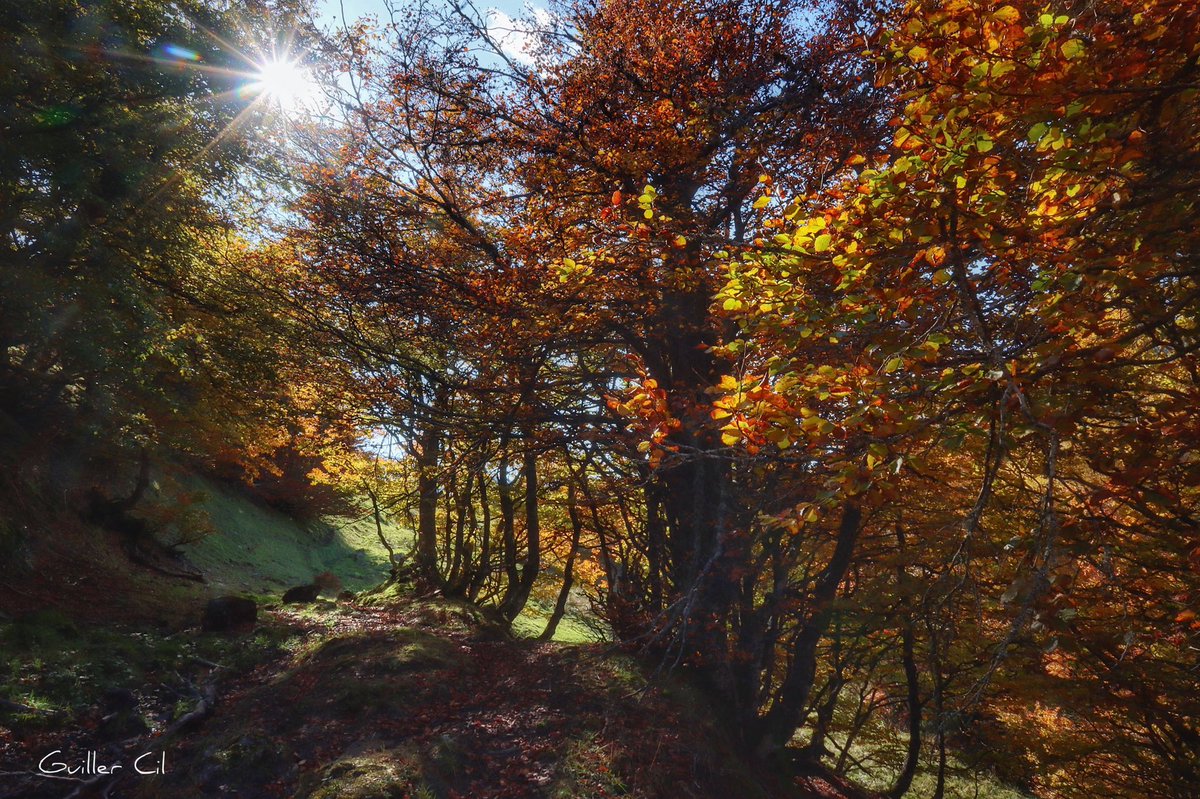 GuillerCil's tweet photo. Yo creo que puedo afirmar, sin temor a equivocarme mucho, que el fin de semana de la explosión del #otoño en los bosques asturianos ha sido este... 🍁🍃🍂😍
Tarna, @CasoRedes, 18/10/2020 https://t.co/DS1xGR17cc